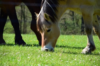 Sozialverhalten und Kommunikation